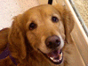 4PawsProductions Pet Memorials